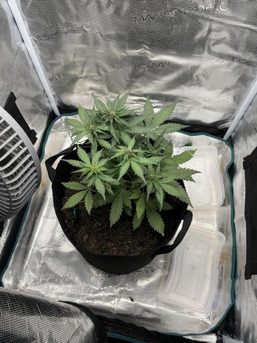 Emily R. - Auto Red Tropicana Cookies. Week 5