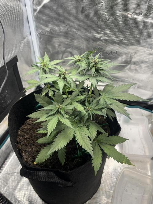 Emily R. - Auto Red Tropicana Cookies. Week 5
