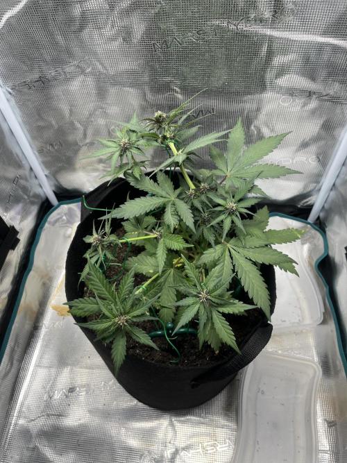 Emily R. - Auto Red Tropicana Cookies. Week 5