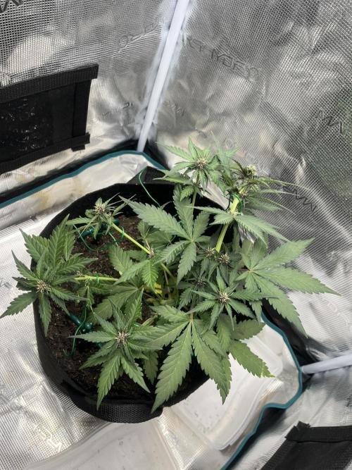 Emily R. - Auto Red Tropicana Cookies. Week 5