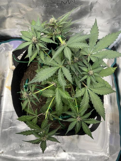 Emily R. - Auto Red Tropicana Cookies. Week 5
