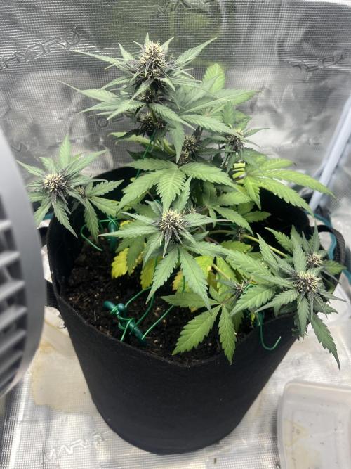 Emily R. - Auto Red Tropicana Cookies. Week 6