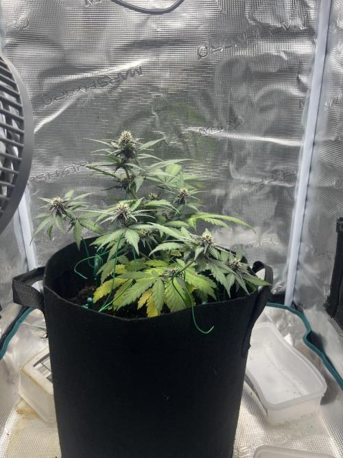Emily R. - Auto Red Tropicana Cookies. Week 6