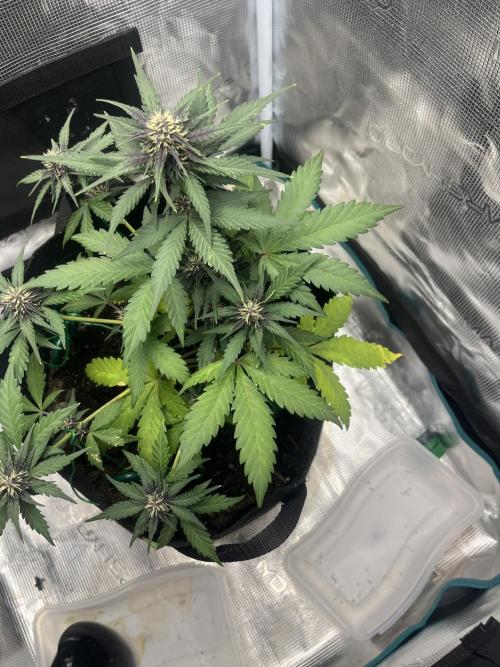 Emily R. - Auto Red Tropicana Cookies. Week 6