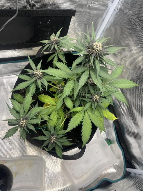 Emily R. - Auto Red Tropicana Cookies. Week 6
