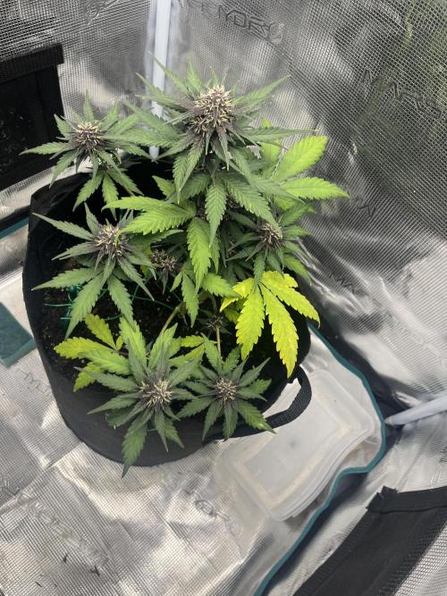 Emily R. - Auto Red Tropicana Cookies. Week 6