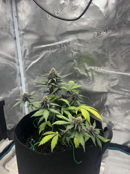 Emily R. - Auto Red Tropicana Cookies. Week 6