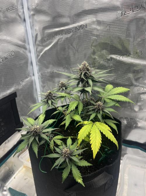 Auto Red Tropicana Cookies. Week 6