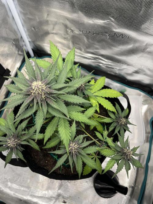 Emily R. - Auto Red Tropicana Cookies. Week 7