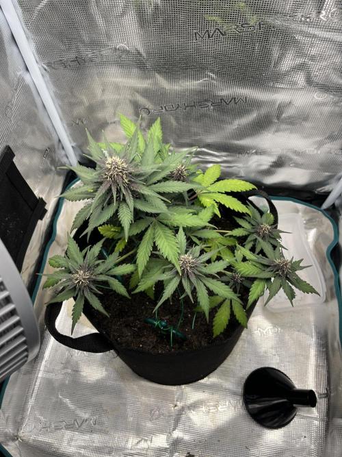 Emily R. - Auto Red Tropicana Cookies. Week 7