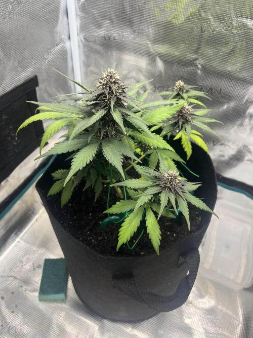 Emily R. - Auto Red Tropicana Cookies. Week 7