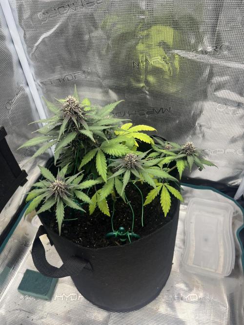 Emily R. - Auto Red Tropicana Cookies. Week 7