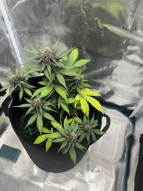 Emily R. - Auto Red Tropicana Cookies. Week 7