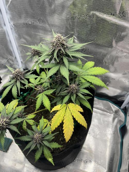 Emily R. - Auto Red Tropicana Cookies. Week 7