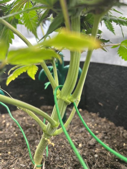 Emily R. - Auto Red Tropicana Cookies. Week 7