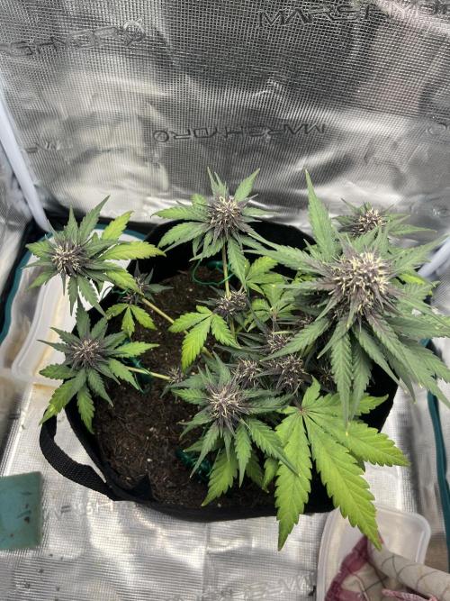 Emily R. - Auto Red Tropicana Cookies. Week 7