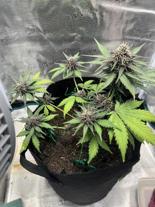 Emily R. - Auto Red Tropicana Cookies. Week 7