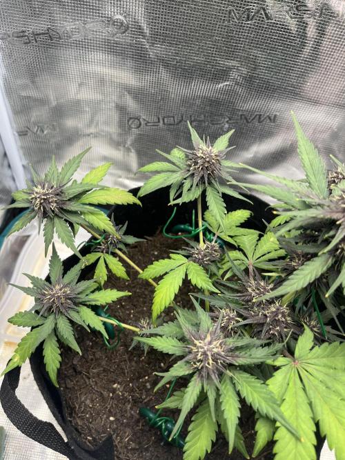 Emily R. - Auto Red Tropicana Cookies. Week 7