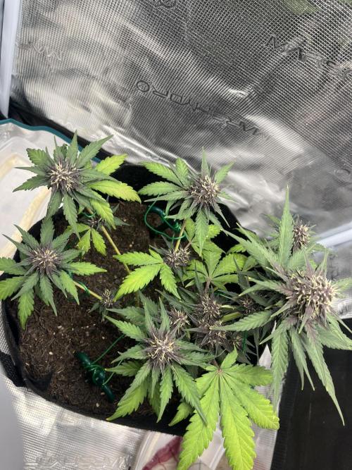 Emily R. - Auto Red Tropicana Cookies. Week 7