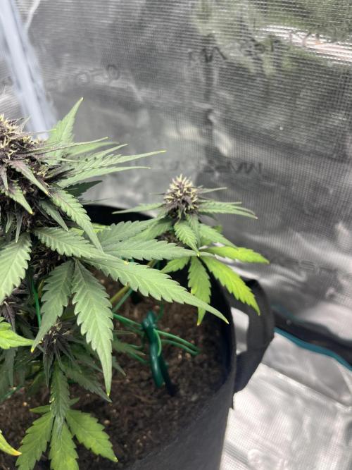 Emily R. - Auto Red Tropicana Cookies. Week 7