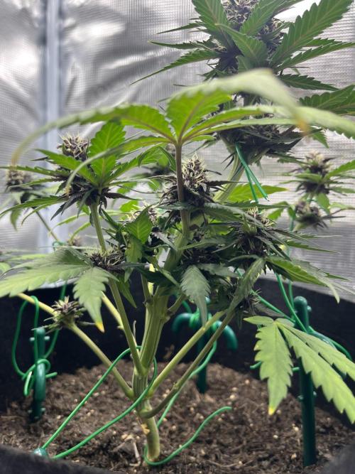 Emily R. - Auto Red Tropicana Cookies. Week 7