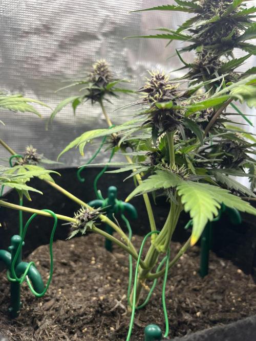 Emily R. - Auto Red Tropicana Cookies. Week 7