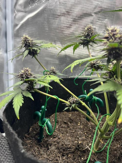 Emily R. - Auto Red Tropicana Cookies. Week 7