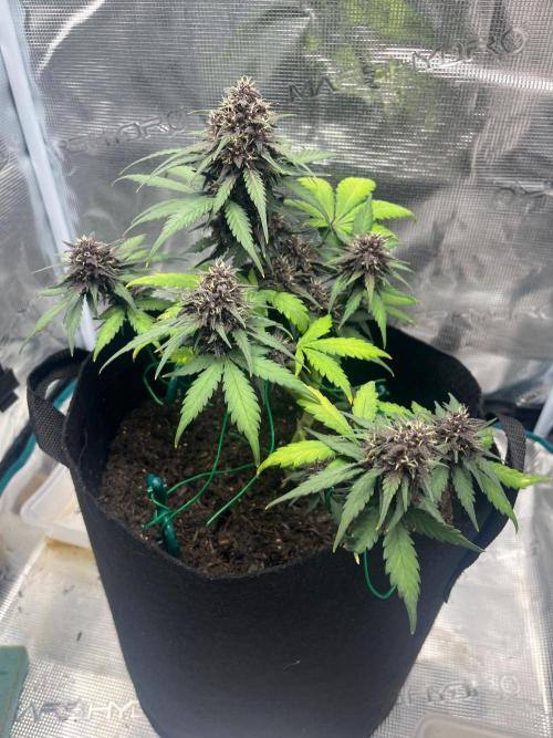 Emily R. - Auto Red Tropicana Cookies. Week 8