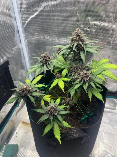 Emily R. - Auto Red Tropicana Cookies. Week 8