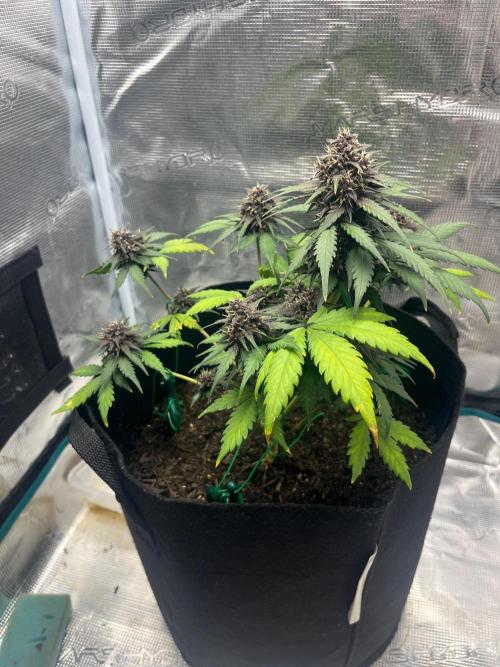 Emily R. - Auto Red Tropicana Cookies. Week 8