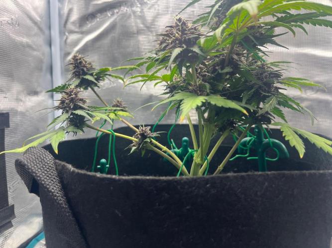 Emily R. - Auto Red Tropicana Cookies. Week 8