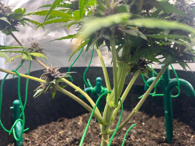 Emily R. - Auto Red Tropicana Cookies. Week 8