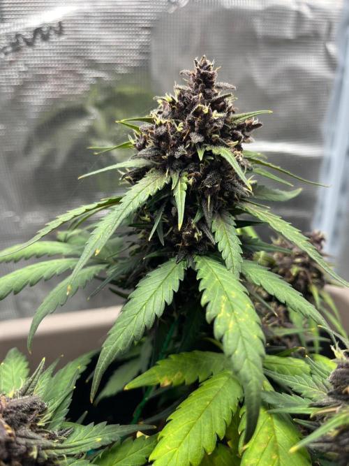 Emily R. - Auto Red Tropicana Cookies. Week 9