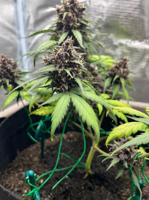 Emily R. - Auto Red Tropicana Cookies. Week 9