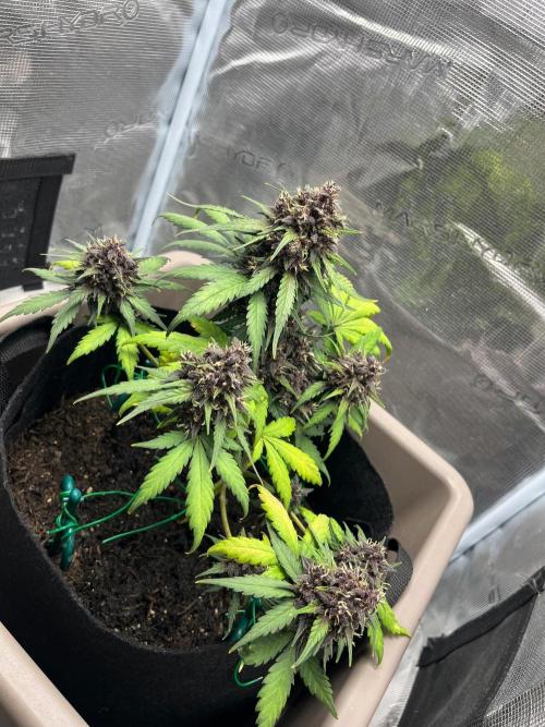 Emily R. - Auto Red Tropicana Cookies. Week 9