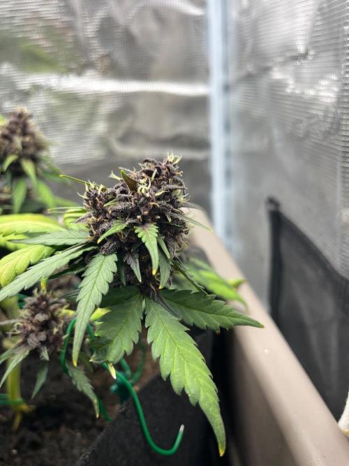 Emily R. - Auto Red Tropicana Cookies. Week 9