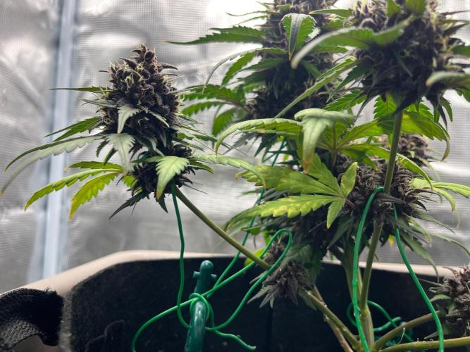 Emily R. - Auto Red Tropicana Cookies. Week 9