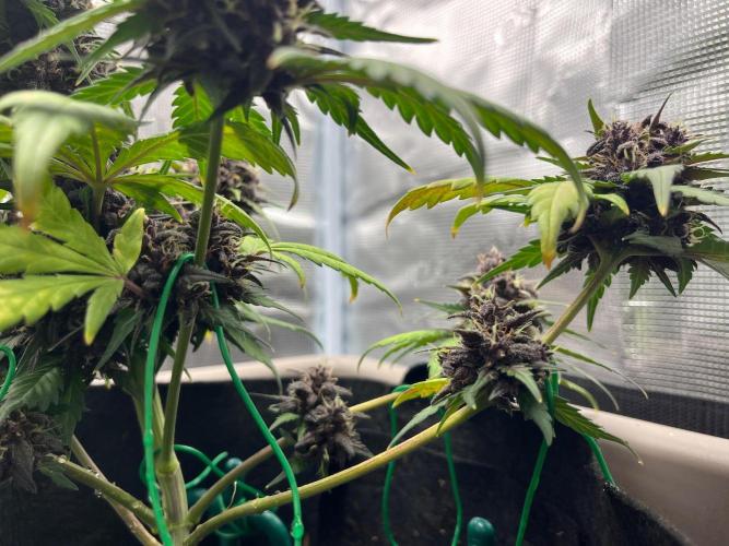 Emily R. - Auto Red Tropicana Cookies. Week 9