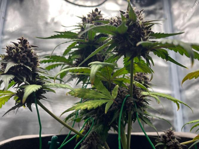 Emily R. - Auto Red Tropicana Cookies. Week 9