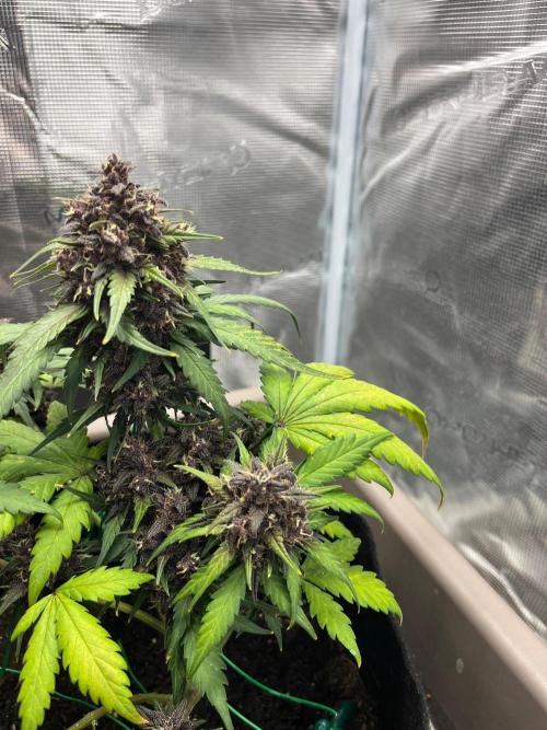 Emily R. - Auto Red Tropicana Cookies. Week 9