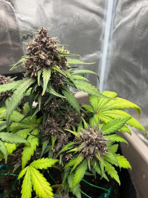Auto Red Tropicana Cookies. Week 9