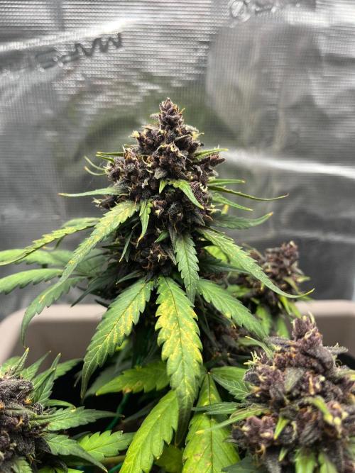 Emily R. - Auto Red Tropicana Cookies. Week 9