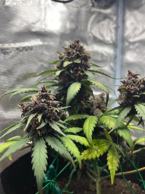 Emily R. - Auto Red Tropicana Cookies. Week 9