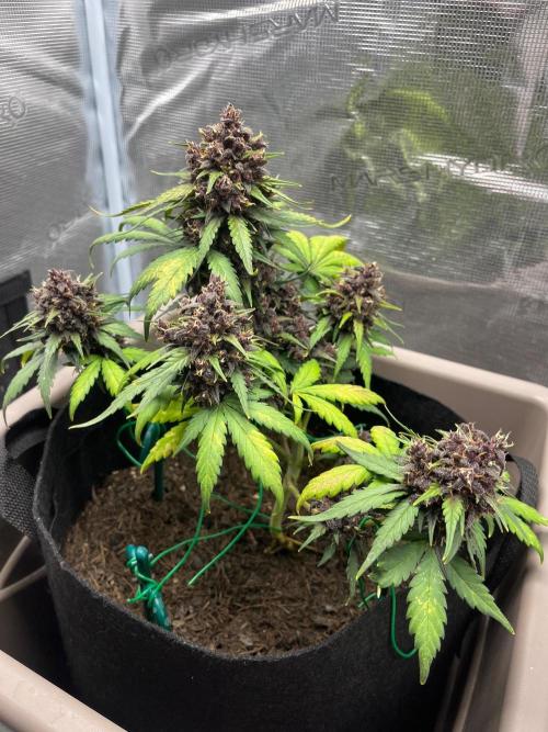 Emily R. - Auto Red Tropicana Cookies. Week 9