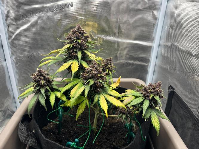 Emily R. - Auto Red Tropicana Cookies. Week 10