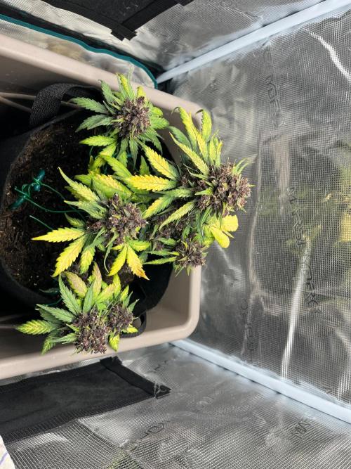 Emily R. - Auto Red Tropicana Cookies. Week 10