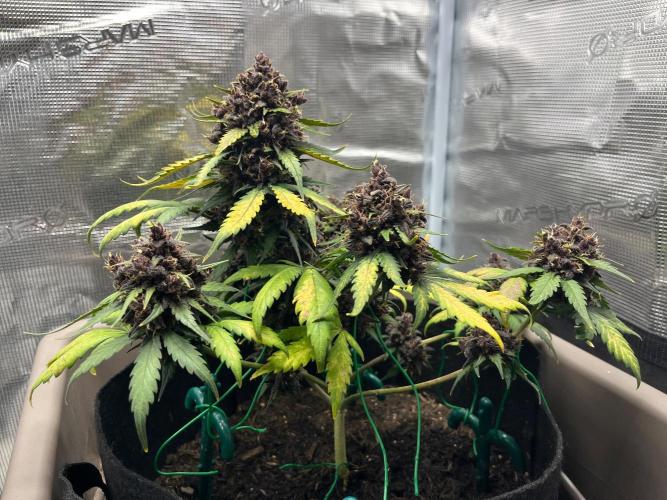 Emily R. - Auto Red Tropicana Cookies. Week 10
