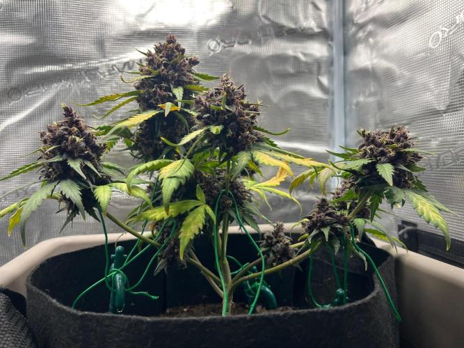 Emily R. - Auto Red Tropicana Cookies. Week 10