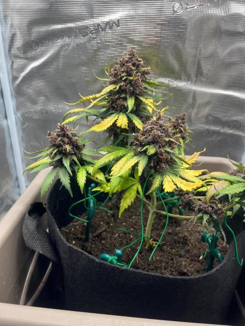 Emily R. - Auto Red Tropicana Cookies. Week 10