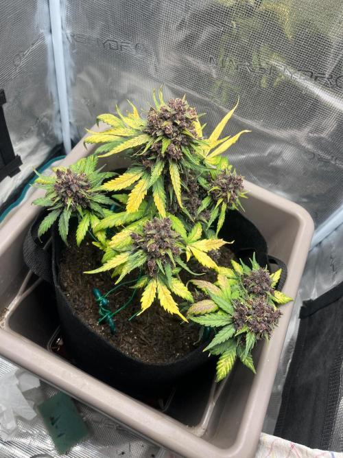 Emily R. - Auto Red Tropicana Cookies. Week 10